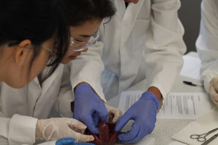 heart dissection lesson
